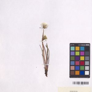Taraxacum paludosum