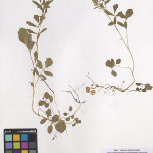 Cardamine pratensis subsp. paludosa