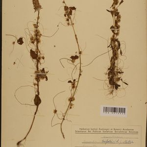 Cuscuta epithymum subsp. trifolii