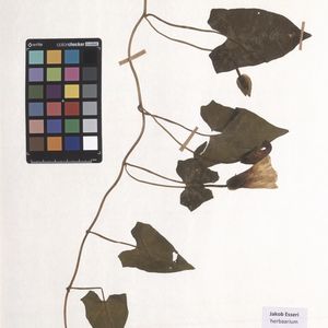 Calystegia sepium subsp. sepium