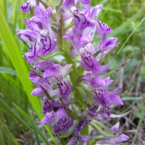 Dactylorhiza cruenta