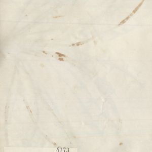 Taraxacum cuspidifrons