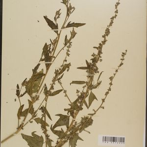 Atriplex prostrata subsp. latifolia