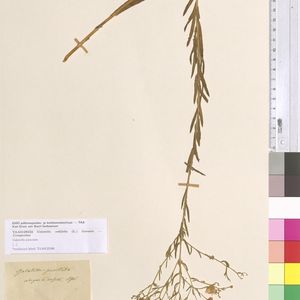 Aster sedifolius subsp. sedifolius