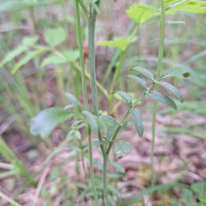 Cardamine pratensis subsp. pratensis