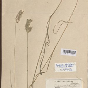 Agropyron cristatum subsp. pectinatum