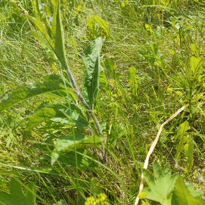 Centaurea phrygia subsp. phrygia