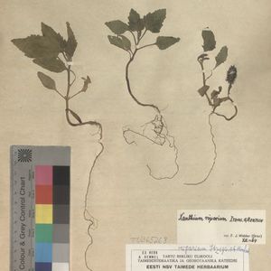 Xanthium albinum