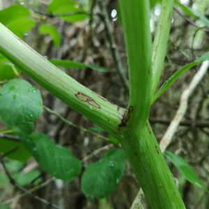 Angelica archangelica subsp. litoralis