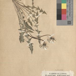 Taraxacum atrilimbatum