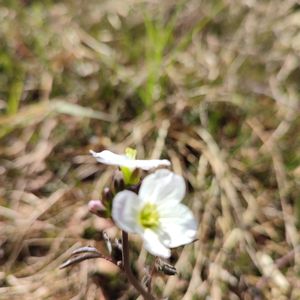 Cardamine pratensis subsp. paludosa