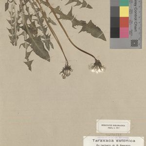 Taraxacum atrilimbatum