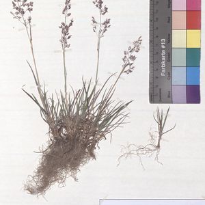 Agrostis stolonifera subsp. stolonifera