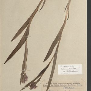 Dactylorhiza incarnata var. serotina