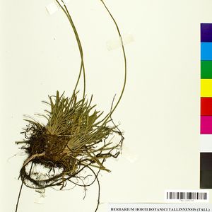 Armeria maritima subsp. alpina