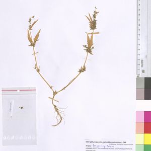 Atriplex longipes subsp. longipes