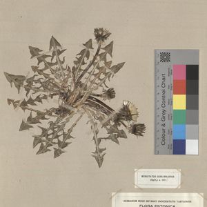 Taraxacum canaliculatum