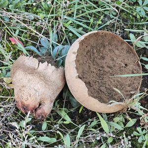 Bovistella utriformis