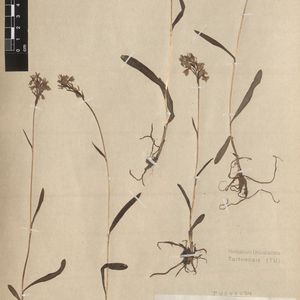 Dactylorhiza lapponica