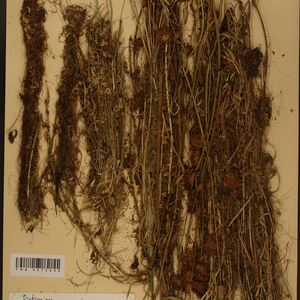 Cuscuta epithymum subsp. trifolii