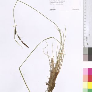 Carex nigra subsp. juncella