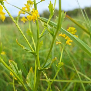 Barbarea vulgaris subsp. arcuata