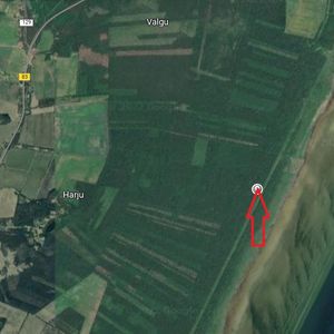 Dactylorhiza russowii × Dactylorhiza incarnata