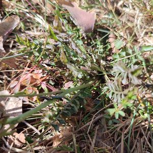 Cardamine pratensis subsp. paludosa