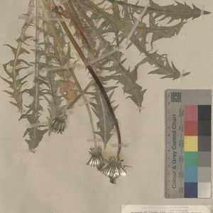 Taraxacum acutangulum