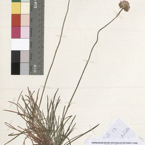 Armeria maritima subsp. elongata