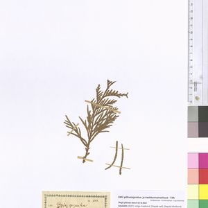Thuja plicata