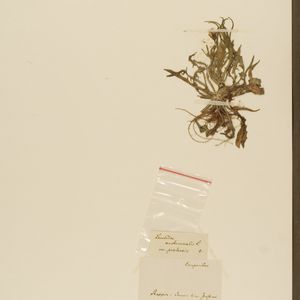 Crepis tectorum subsp. tectorum