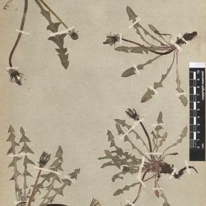 Taraxacum constrictifrons