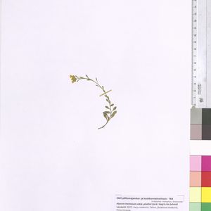 Alyssum montanum subsp. gmelinii