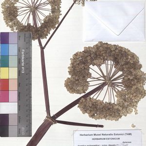 Angelica archangelica subsp. litoralis