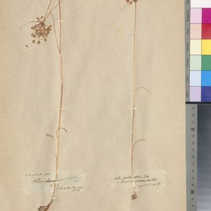 Allium carinatum subsp. pulchellum