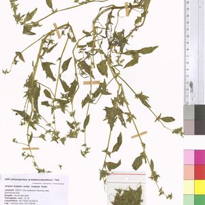Atriplex longipes subsp. longipes