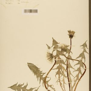 Taraxacum cacuminatum