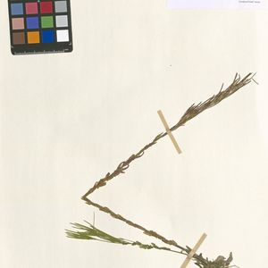 Arabis planisiliqua subsp. nemorensis