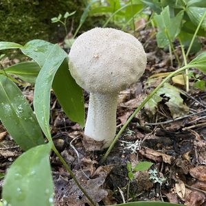 Bovistella utriformis