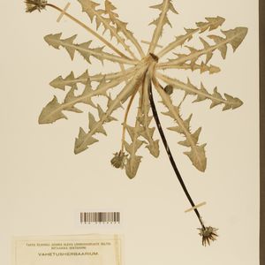 Taraxacum firmulifolium