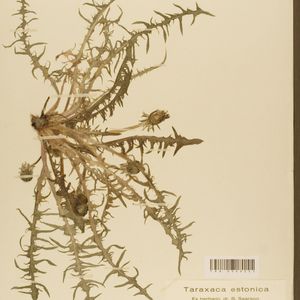 Taraxacum canoviride