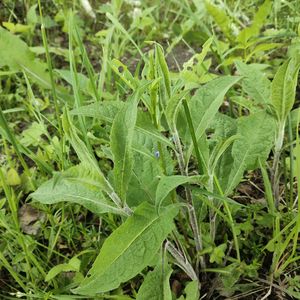Centaurea phrygia subsp. phrygia