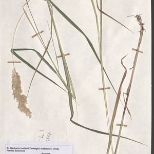Calamagrostis purpurea subsp. phragmitoides