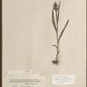 Dactylorhiza incarnata var. serotina