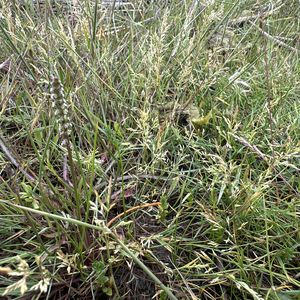 Agrostis stolonifera subsp. straminea