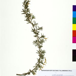 Salvia rosmarinus