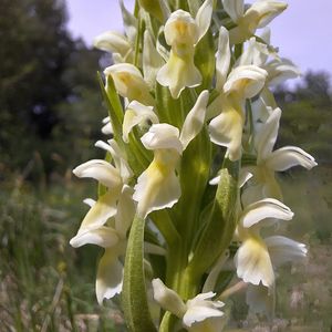 Dactylorhiza ochroleuca