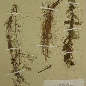 Cuscuta epithymum subsp. epithymum