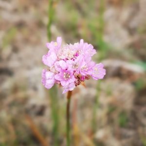 Armeria maritima subsp. elongata